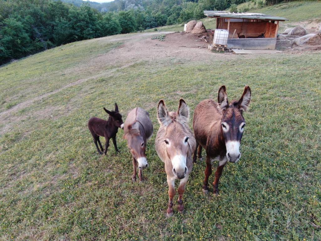 Agriturismo Alba Del Borgo Fidenza Zewnętrze zdjęcie